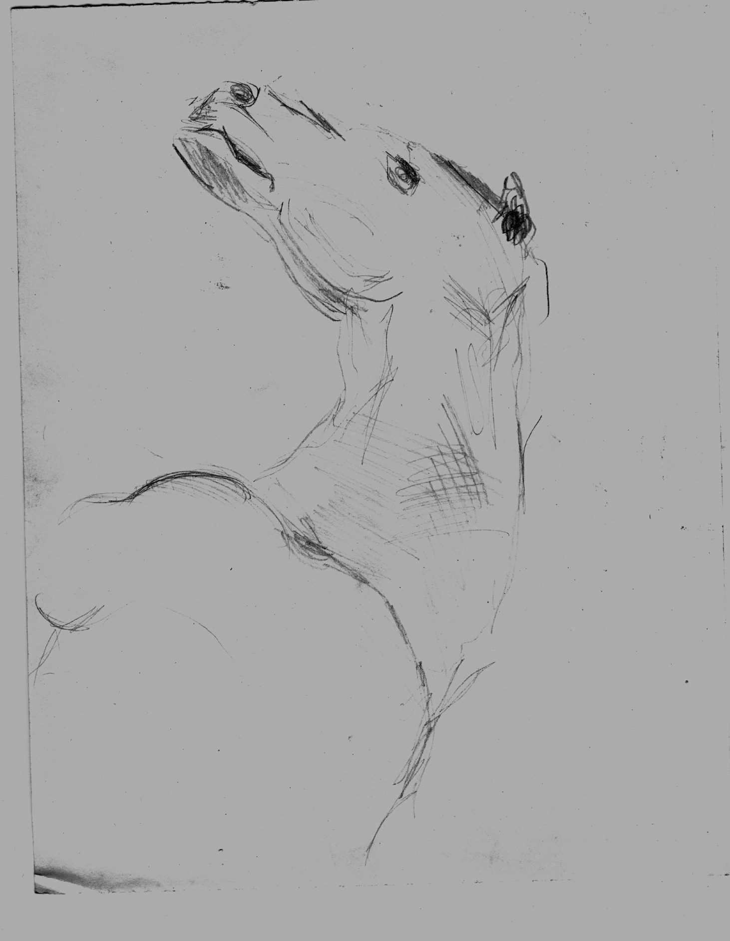 animal77.jpg