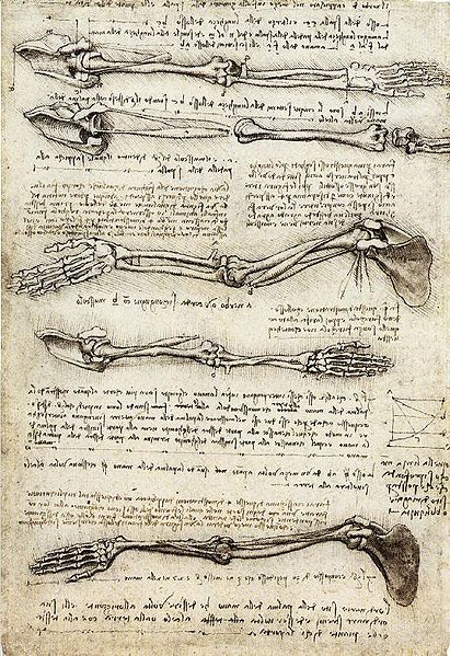 411px-studies_of_the_arm_showing_the_movements_made_by_the_biceps Studies of the Arm showing the Movements made by the Biceps.jpg
