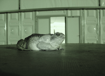 Toad Toad