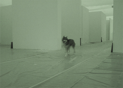 Wolf Wolf