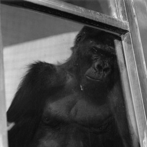 15Gorilla_m