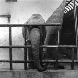 18Elefant_m