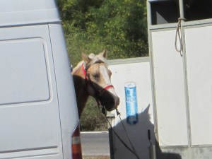 IMG_0477
