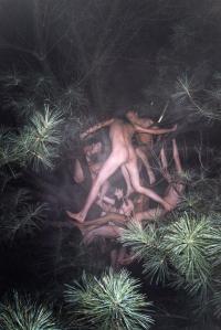 RM_tree_1_20031-Custom