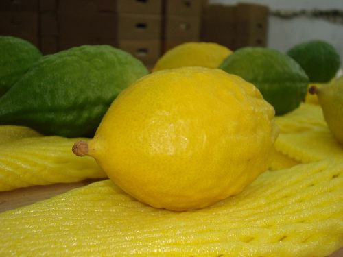 800px-yellow_etrog
