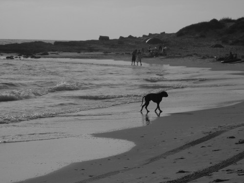 IMG_0162dog
