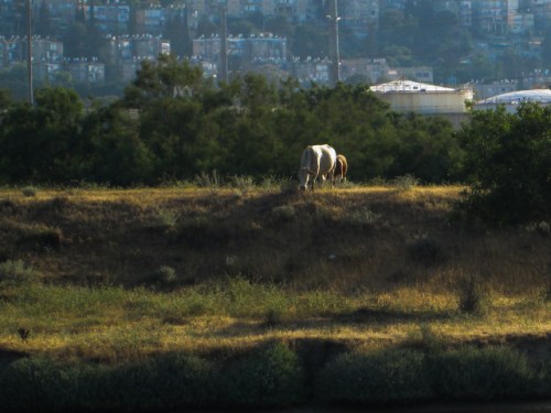 IMG_3414חיפה